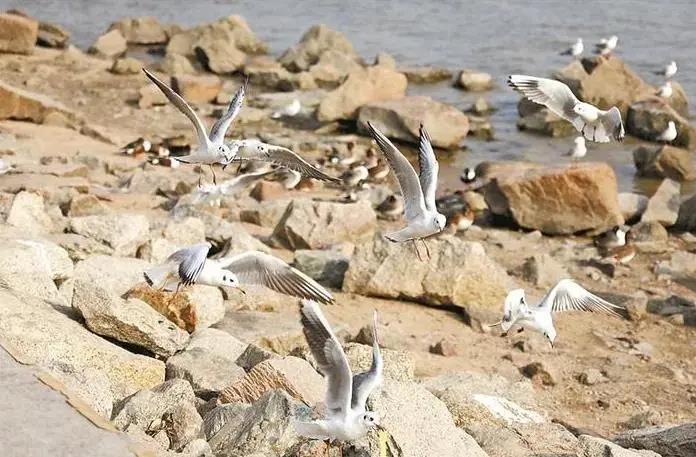 深圳迎來(lái)觀鳥賞魚最佳季節(jié)！