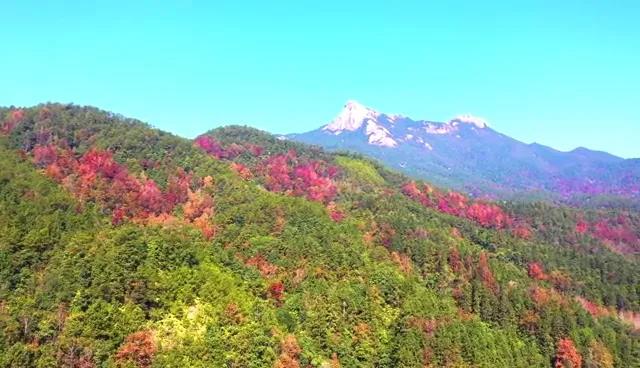 又見(jiàn)新豐紅葉紅！一起走進(jìn)&ldquo;嶺南紅葉之鄉(xiāng)&rdquo;