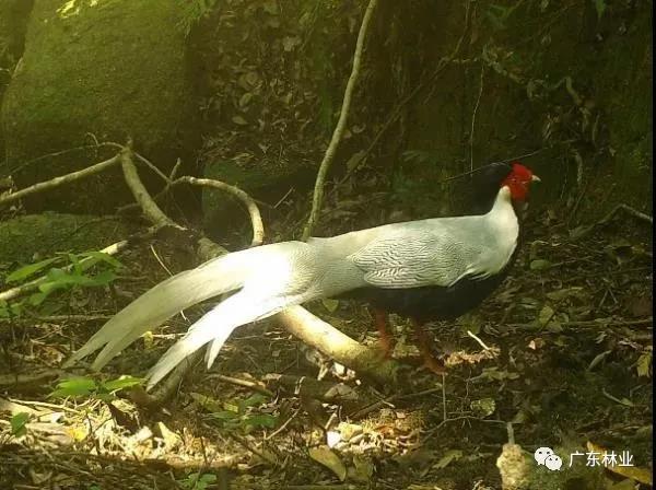 小靈貓、豹貓等&ldquo;國保&rdquo;動物現(xiàn)身東源康禾保護(hù)區(qū)！