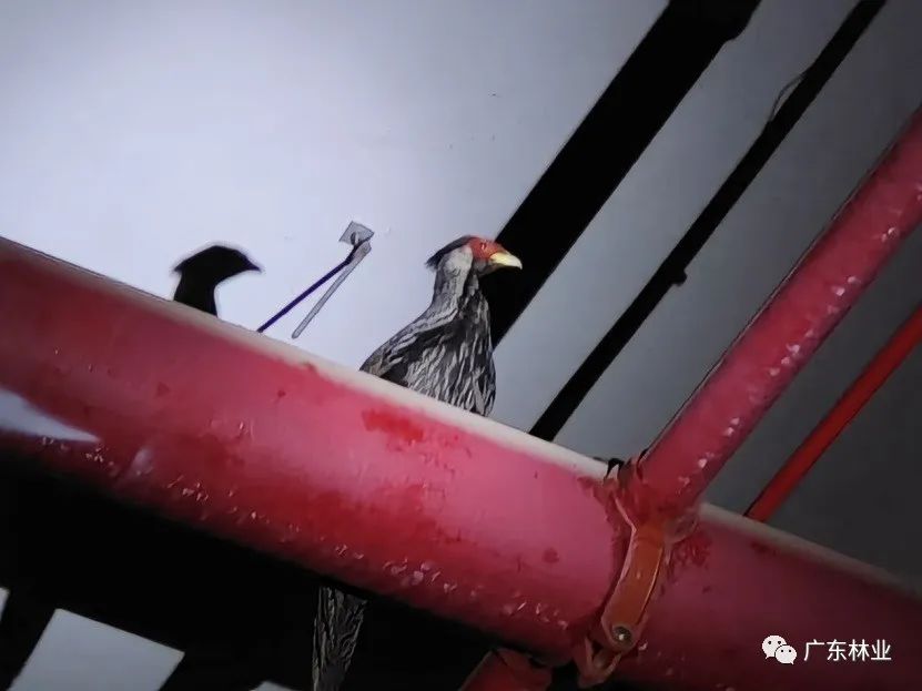 &ldquo;省鳥&rdquo;白鷴誤闖廣州地鐵！歷經(jīng)14小時(shí)成功解救